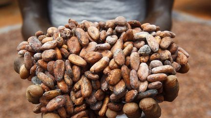 Un planteur montre des fèves de cacao, le 12 juin 2015, en Côte d'Ivoire. (LEGNAN KOULA / MAXPPP)