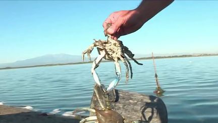 Il est le cauchemar des pêcheurs de l’étang de&nbsp;Canet&nbsp;près de&nbsp;Perpignan&nbsp;(Pyrénées-Orientales) : le crabe bleu, reconnaissable à la couleur des ses pinces est une espèce&nbsp;invasive&nbsp;qui menace l’écosystème et qui prolifère. (France 3)