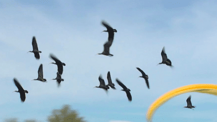 Biodiversité : le retour en Ardèche de l'ibis chauve (France 3)