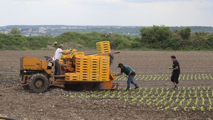 Coronavirus : les champs sont-ils propices à la contamination ?