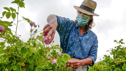 Récolter les roses de mai en fleurs sans pouvoir les sentir est frustrant pour les travailleurs. (VALERY HACHE / AFP)