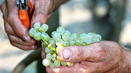 Contrairement &agrave; ce vendangeur de Pessac (Gironde) photographi&eacute; en ao&ucirc;t 2013, un vigneron bordelais n'a pas pu vendanger une de ses parcelles, dont le raisin avait d&eacute;j&agrave; &eacute;t&eacute; r&eacute;colt&eacute; par des inconnus. (MAXPPP)