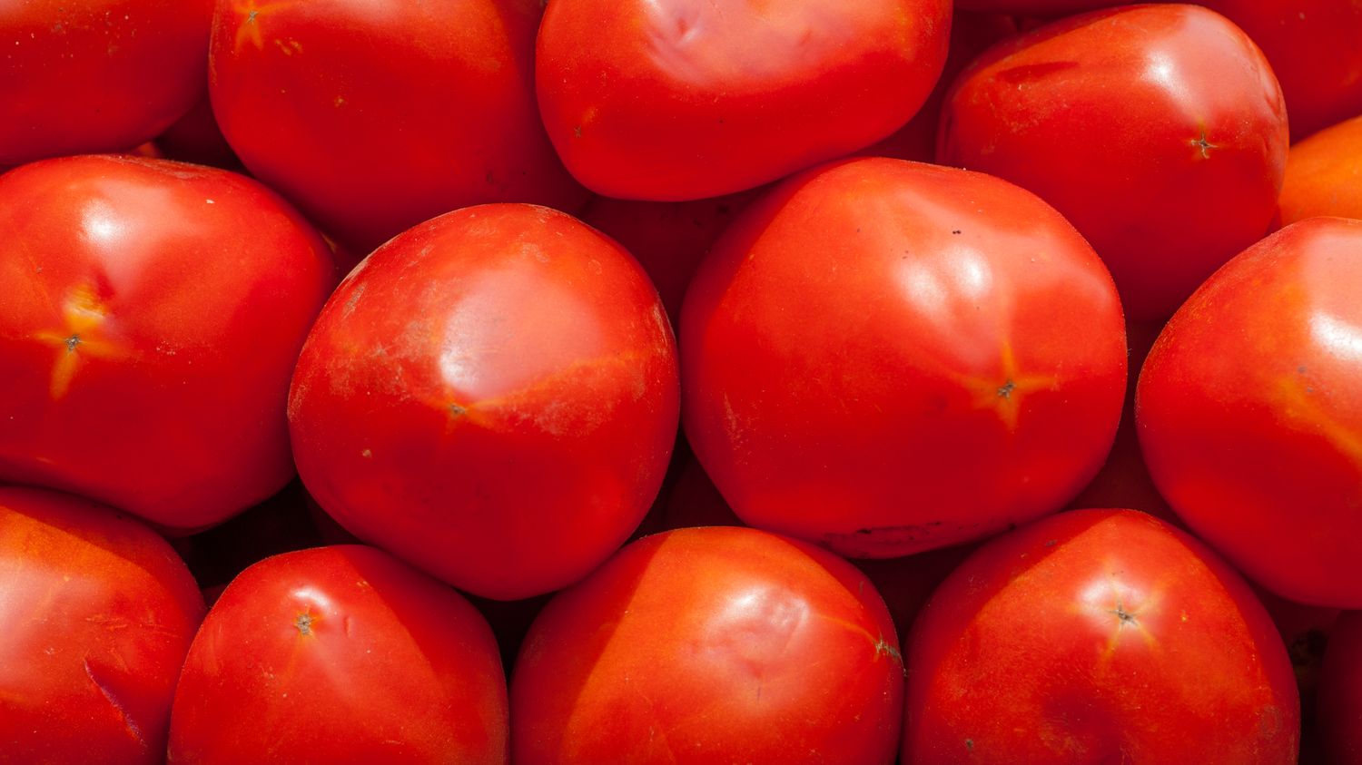 Bretagne: Trois géants de la tomate s'associent pour proposer des produits  sans pesticides