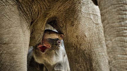 Un jeune &eacute;l&eacute;phanteau t&egrave;te sa m&egrave;re au zoo de Copenhague (Danemark), le 25 f&eacute;vrier 2013. (MAXPPP)