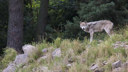 Un jeune éleveur encerclé par des loups dans les Alpes de Haute-Provence