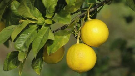 Agriculture : la bergamote, un fruit recherché