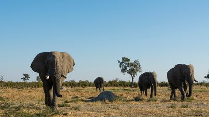 Des éléphants dans le parc national de Chobe, au Botswana, le 14 juillet 2017. (DELTA IMAGES / CULTURA CREATIVE / AFP)