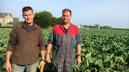 Jean-Fran&ccedil;ois et Gilbert Salaun,&nbsp;l&eacute;gumiers &agrave; Cl&eacute;der,&nbsp;dans le Finist&egrave;re, mardi 23 septembre 2014. (CAROLE BELINGARD / FRANCETV INFO )