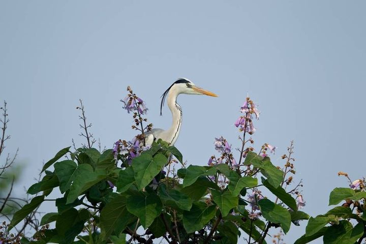 Héron cendré sur un Paulownia
 (Ahae)