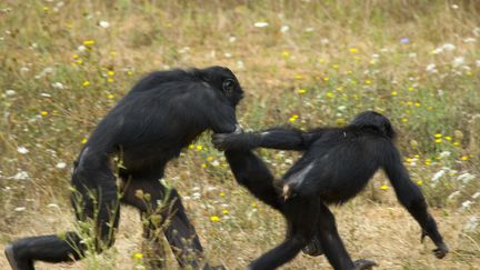 Bonobos' cooperation with other groups of bonobos, our closest cousins, might suggest that our own ability to cooperate arose earlier than previously thought.  (Illustration) (MICHAEL LEACH / STOCKBYTE / GETTY IMAGES)