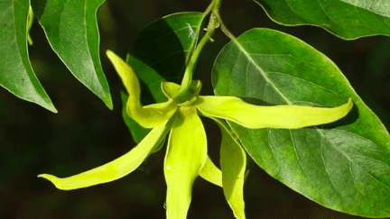 Direction Mayotte, que l’on appelle aussi "l’île aux fleurs". La reine là-bas, c'est l'ylang-ylang, une fleur jaune prisée des plus grands parfumeurs.