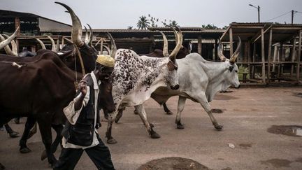 Zébus marchant dans un marché entièrement vide à Bangui, capitale de la Centrafrique, le 2 décembre 2015 (CRÉDITMARCO LONGARI / AFP)