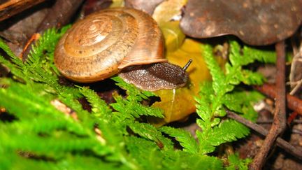 Cette nouvelle esp&egrave;ce d'escargots a &eacute;t&eacute; nomm&eacute;e "Aegista diversifamilia" par des chercheurs ta&iuml;wanais. (CHIH-WEI HUANG)