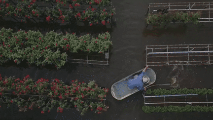 Vietnam : les jardins de Sa Dec séduisent les touristes (FRANCE 2)