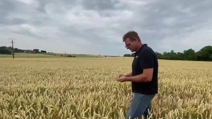 Canicule : les moissons ont commencé avec près d'un mois d'avance pour certains agriculteurs