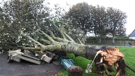 Un arbre arraché à&nbsp;Plozévet (Finistère), jeudi 21 octobre 2021. (FRED TANNEAU / AFP)