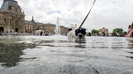 Un chien se baigne dans une fontaine à proximité du Louvre, à Paris, le 22 mai 2017. (Photo d'illustration) (BRUNO LEVESQUE / MAXPPP)