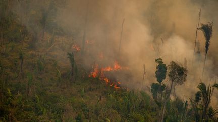 Incendie dans la réserve extractive de Jaci-Paraná, en Amazonie, dans l'ouest du Brésil, le 16 août 2020. (CHRISTIAN BRAGA / GREENPEACE BRAZIL)