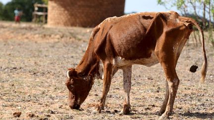 Depuis plusieurs années, la sécheresse s'est installée au Zimbabwe, comme ici, en 2016, dans le village de Masvingo, à 250 km au sud de la capitale Harare. (Philimon BULAWAYO / REUTERS)