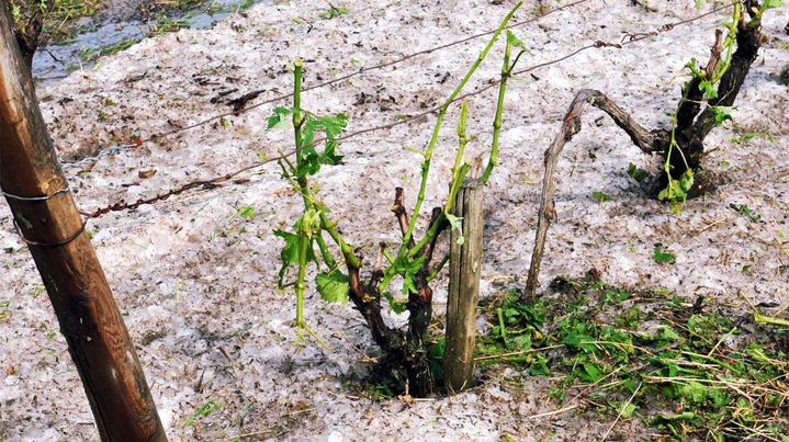 Un pied de vigne sur la commune de Vouvray (Indre-et-Loire) gravement endommag&eacute; par des gr&ecirc;lons, le 17 juin 2013. ( MAXPPP)