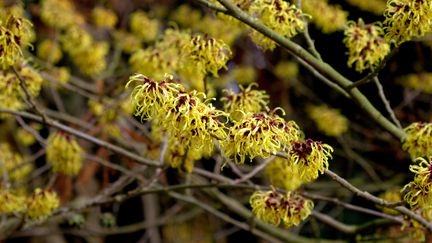 Hamamelis intermedia. (ISABELLE MORAND / PROMESSE DE FLEURS / RADIO FRANCE / FRANCE INFO)