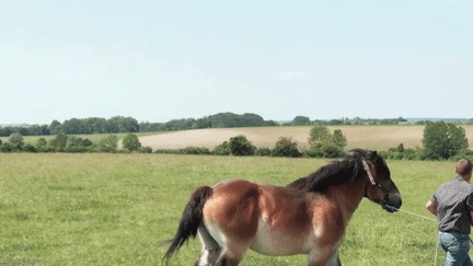 Animaux : le cheval Ardennais de retour en selle (France 2)