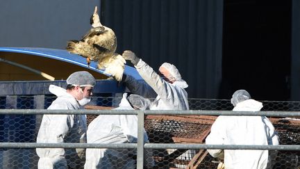 Un canard abattu à cause d'une épidémie de grippe aviaire dans une exploitation du sud-ouest de la France le 27 janvier 2022. (GAIZKA IROZ / AFP)