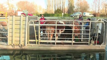 Après dix mois de pâturage, le troupeau de vaches rentre dans sa ferme située dans le Marais poitevin. (CAPTURE D'ÉCRAN FRANCE 3)