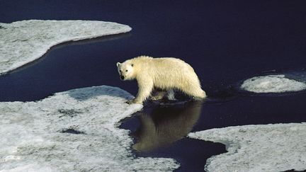 Un ours polaire se d&eacute;place sur la banquise, dans la r&eacute;gion du&nbsp;Nunavut au Canada. (JIM BRANDENBURG / MINDEN PICTURES)