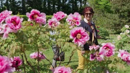 C’est la saison des pivoines. On la voit fleurir dans les jardins, toujours aussi magnifique, majestueuse. Les journalistes du 13 Heures de France 2 ont suivi un passionné, pépiniériste dans la Drôme, depuis six générations. (FRANCE 2)