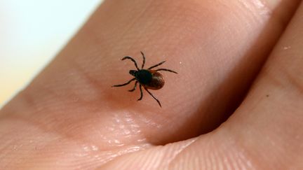 La maladie de Lyme est transmise à l'homme par la morsure d'une tique.&nbsp; (BERTRAND GUAY / AFP)