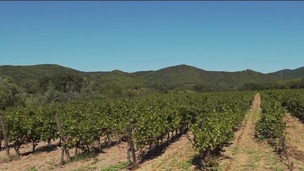 Agriculture : les terres du Var très convoitées pour leurs vignes de rosé