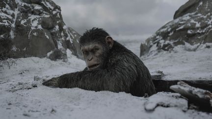 Des singes plus vrais que nature dans "La Planètes des Singes : Suprématie", troisième et dernier volet de la saga de SF.
 (Twentieth Century Fox France)