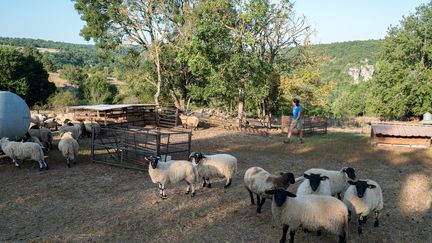 Sheep on a farm located on the Larzac plateau (Aveyron) on August 25, 2021. Illustrative photo.  (FRED SCHEIBER / AFP)