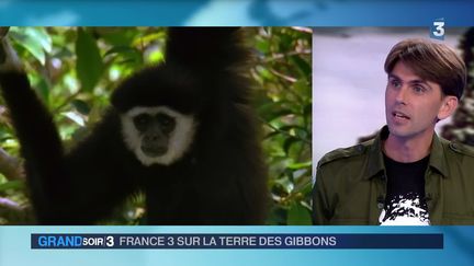 Channe et les gibbons