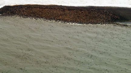 Des morses se pressent sur une plage de l'Alaska, le 27 septembre 2013. (STAN CHURCHES / AP / SIPA)