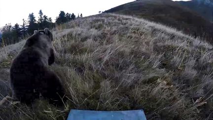 Réintroduction d'un ours femelle dans une montagne des Pyrénées-Atlantiques, le 5 octobre 2018. (AFP)