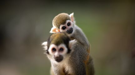 Vienne : naissance exceptionnelle de jumelles saïmiris à la Vallée des singes en Romagne