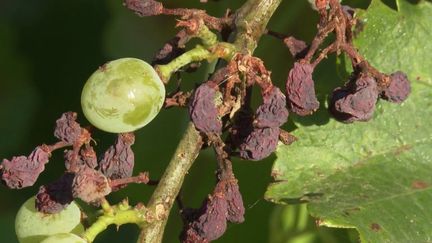 La météo de ces derniers mois contrarie le calendrier des vendanges. Avec la pluie et les orages, les récoltes s'annoncent en baisse par rapport à l'an dernier.