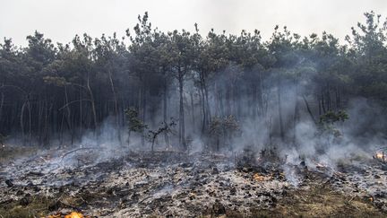 Incendie dans la forêt de Dadia, en Thrace (Grèce), le 28 juillet 2022 (NICOLAS ECONOMOU / NURPHOTO VIA AFP)