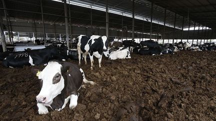 les trente tonnes de bouses produites quotidiennement par les vaches permettent de générer 380 kilowatts par heure.  (Hazem Bader/AFP)