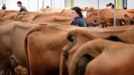 Vaches laitières. Le sommet mondial de l'élevage a lieu les 3, 4, 5, 6 octobre 2023. (Photo du sommet de l'élevage 2022). (R?MI DUGNE / MAXPPP)