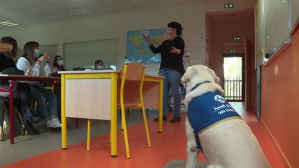 Little, labrador de 6 ans, assiste à certains cours pour atténuer les angoises des élèves&nbsp; (M.Nadal / France Télévisions)