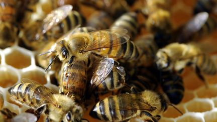 Abeilles : l'Europe interdit trois pesticides