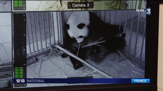 Zoo de Beauval : des pandas jumeaux attendus avec impatience