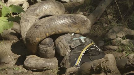 &nbsp; (Paul Rosolie n'a finalement pas été "avalé vivant" par un anconda © Capture d'écran/Discovery Channel)