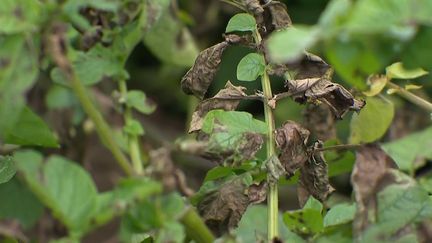 Agriculture : la météo pluvieuse est une catastrophe pour les récoltes