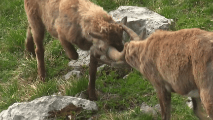 Biodiversité : à la poursuite des bouquetins dans le Vercors (France 3)