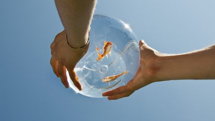 Gavin Hope, un jeune Britannique de 22 ans, a &eacute;t&eacute; condamn&eacute; &agrave; 330 livres d'amende pour avoir aval&eacute; un poisson rouge vivant, mercredi 23 avril 2014. (HERMES IMAGES / TIPS / AFP)