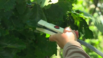 Pour mesurer les effets du changement climatique sur la nature, à Tours, en&nbsp;Indre-et-Loire,&nbsp;des scientifiques ont installé leur laboratoire à 30 mètres de hauteur à la cime des arbres, pour une expérience grandeur nature. (FRANCE 3)